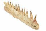 Mosasaur Jaw Section with Twelve Teeth - Morocco #189998-9